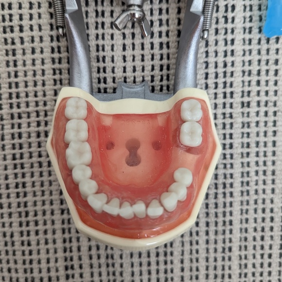 Typodont - Picture 6 of 7